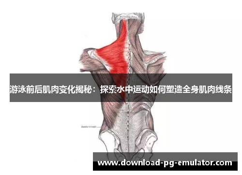 游泳前后肌肉变化揭秘：探索水中运动如何塑造全身肌肉线条